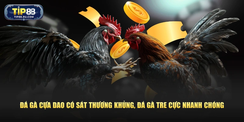 Đá gà cựa dao có sát thương khủng, đá gà tre cực nhanh chóng