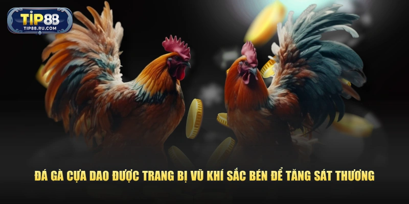 Đá gà cựa dao được trang bị vũ khí sắc bén để tăng sát thương