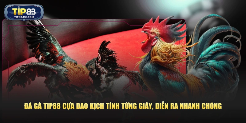 Đá gà TIP88 cựa dao kịch tính từng giây, diễn ra nhanh chóng