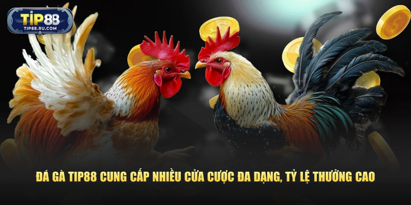 Đá gà TIP88 cung cấp nhiều cửa cược đa dạng, tỷ lệ thưởng cao