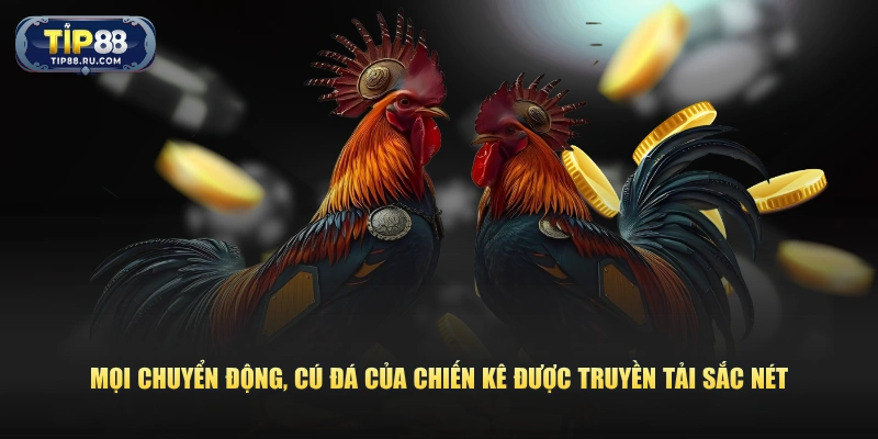 Mọi chuyển động, cú đá của chiến kê được truyền tải sắc nét