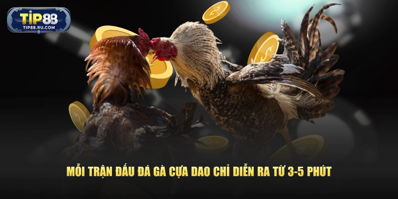 Mỗi trận đấu đá gà cựa dao chỉ diễn ra từ 3-5 phút