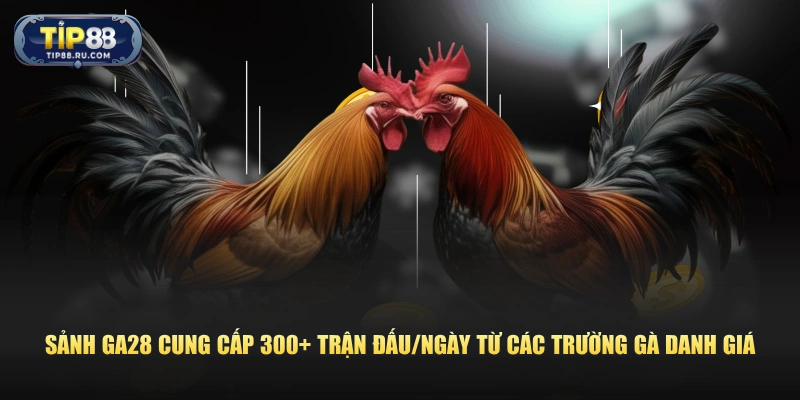 Sảnh GA28 cung cấp 300+ trận đấu/ngày từ các trường gà danh giá