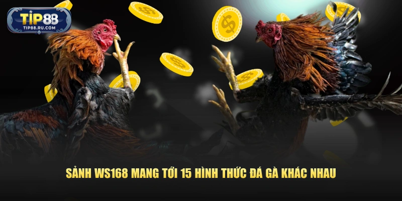 Sảnh WS168 mang tới 15 hình thức đá gà khác nhau